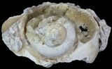 Crystal Filled Fossil Whelk - Rucks Pit, FL #69070-2
